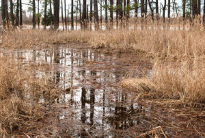 Chesapeake Bay Environmental Center in Chester